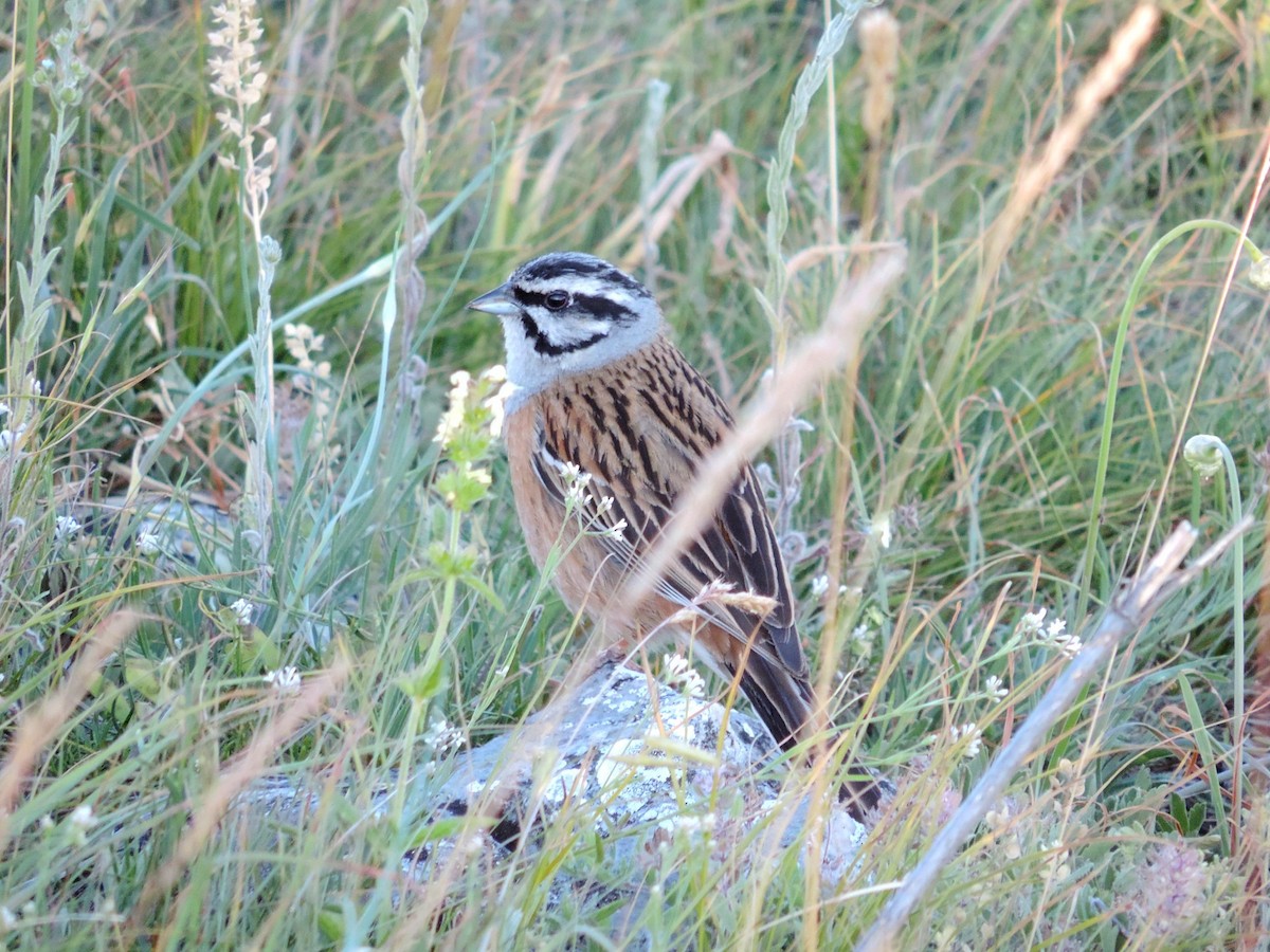 Rock Bunting - ML641306938