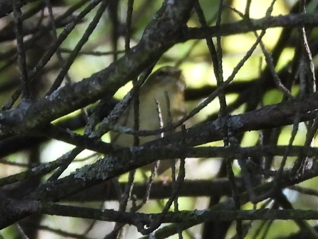 Blackpoll Warbler - ML641306953