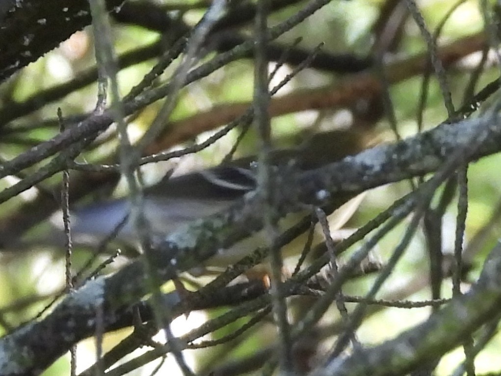 Blackpoll Warbler - ML641306954