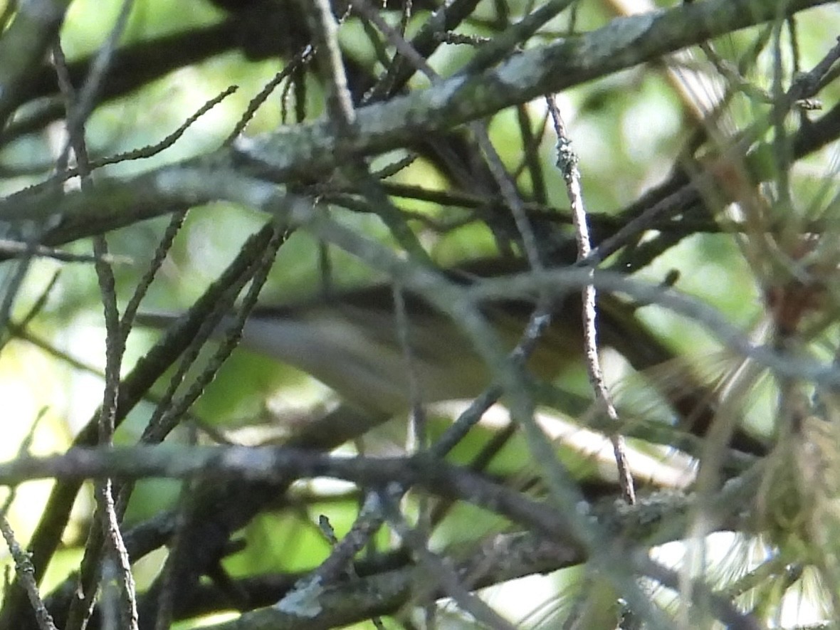 Blackpoll Warbler - ML641306955