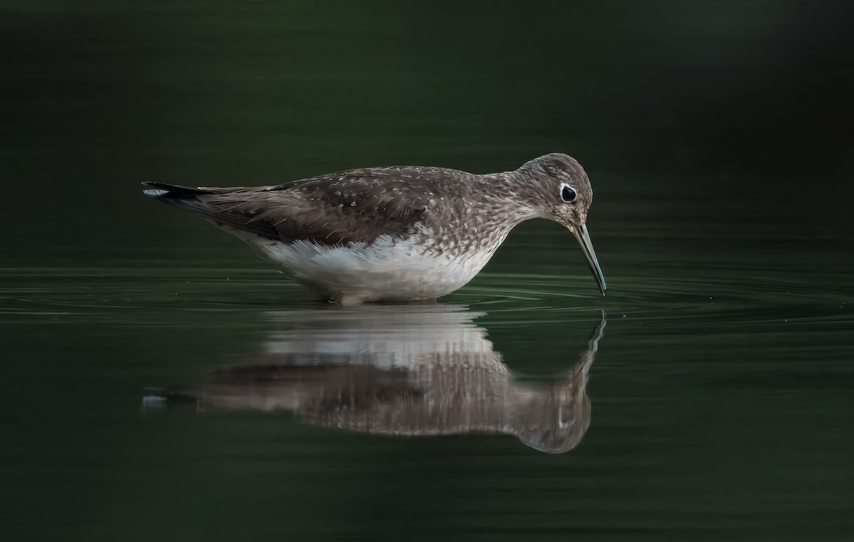 Einsiedelwasserläufer - ML641306999