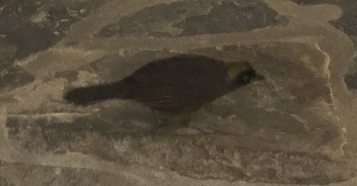 Dusky-faced Tanager - ML641307008