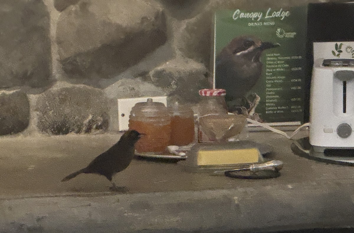 Dusky-faced Tanager - ML641307009