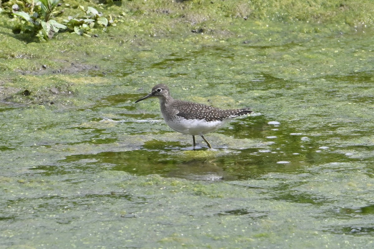 Einsiedelwasserläufer - ML641307048