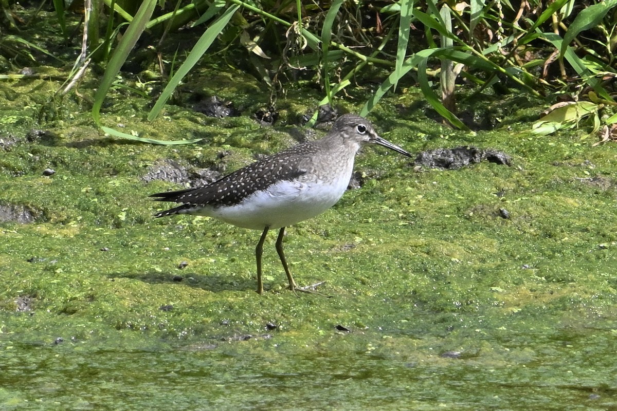 Einsiedelwasserläufer - ML641307051