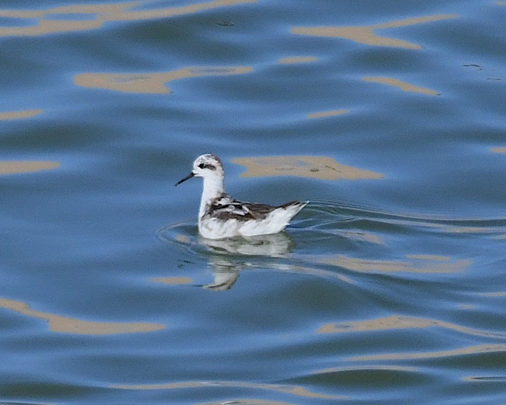 svømmesnipe - ML641307053