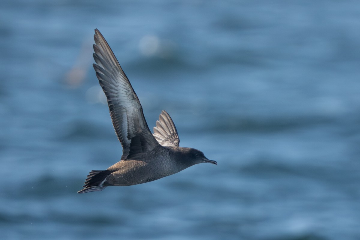 Sooty Shearwater - ML641307076