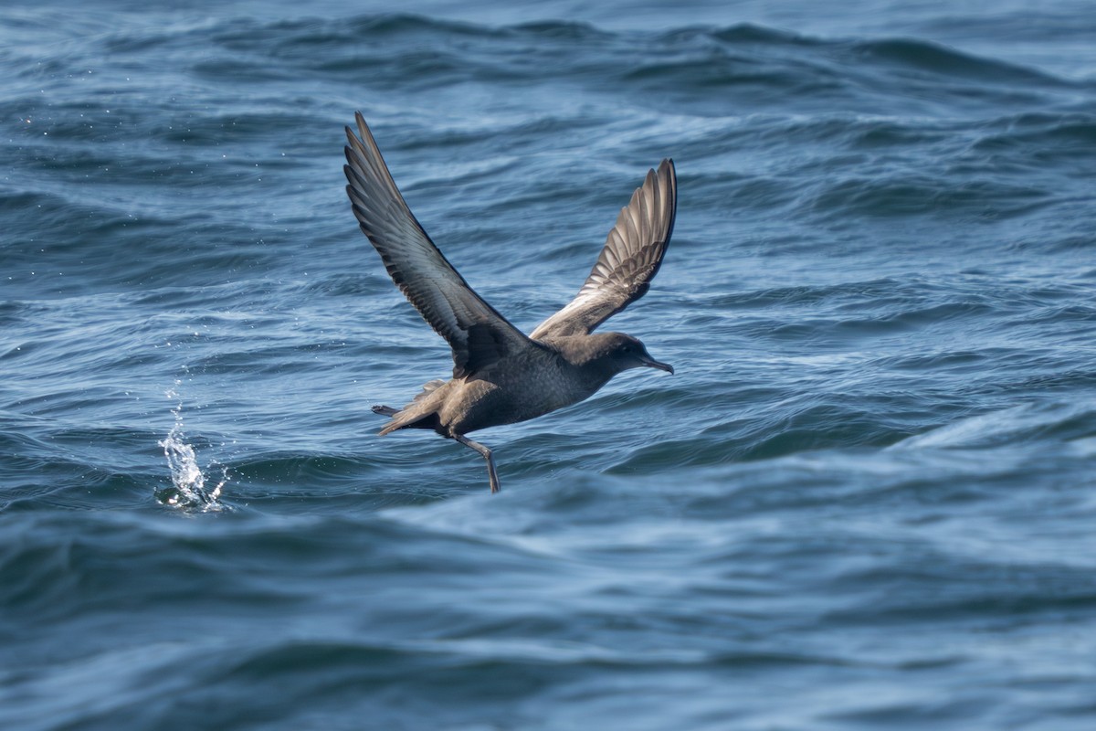 Sooty Shearwater - ML641307077