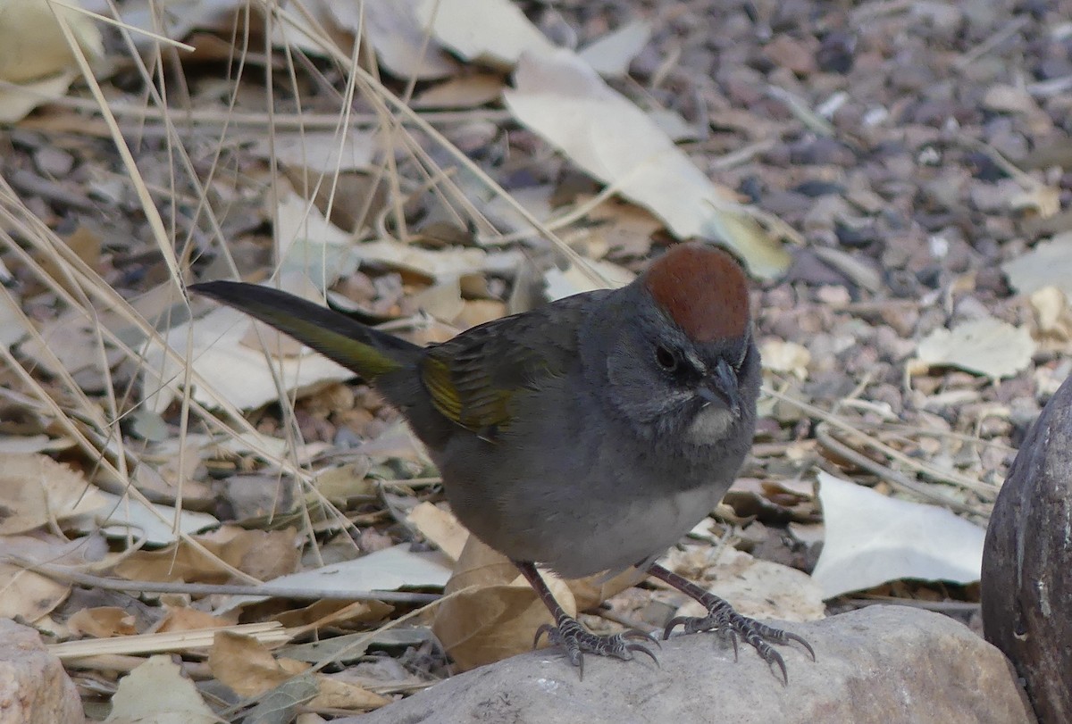 Green-tailed Towhee - ML641307111