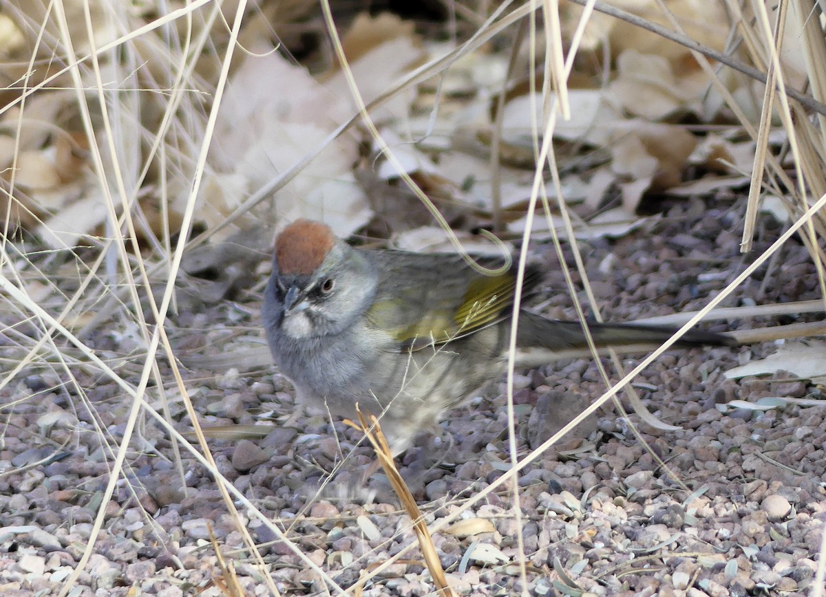 Green-tailed Towhee - ML641307112