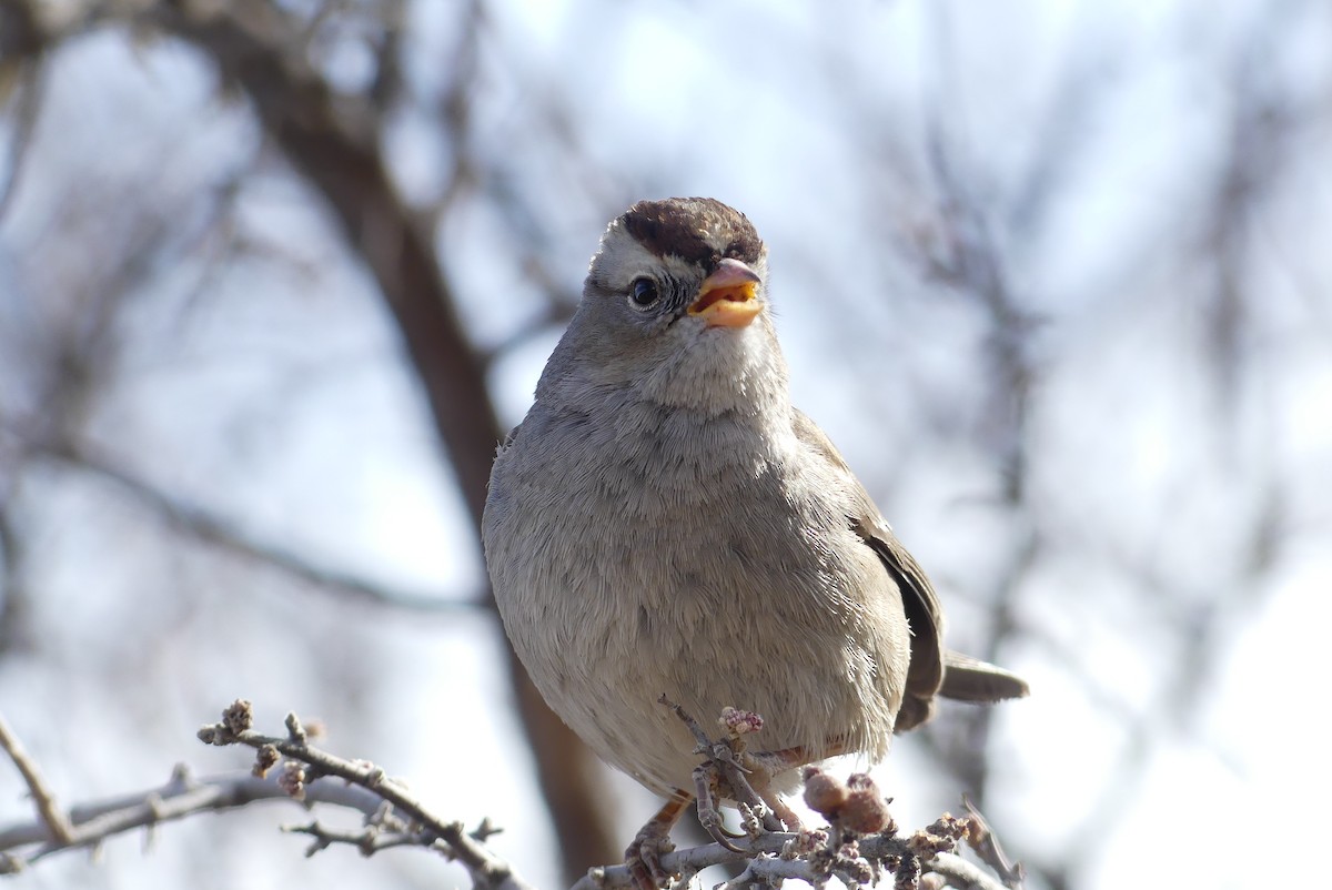 White-crowned Sparrow - ML641307129