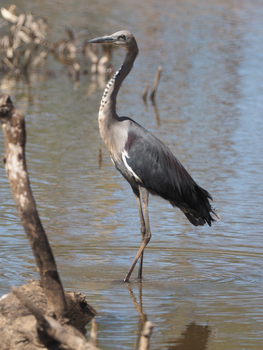 Pacific Heron - ML641307138