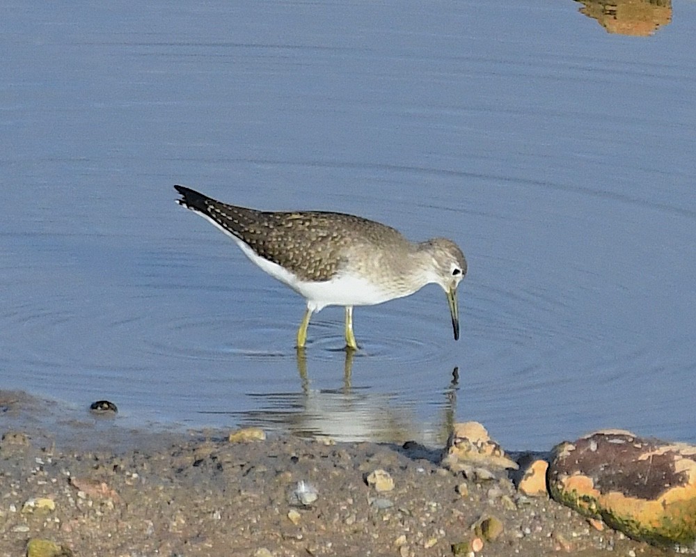 Einsiedelwasserläufer - ML641307164