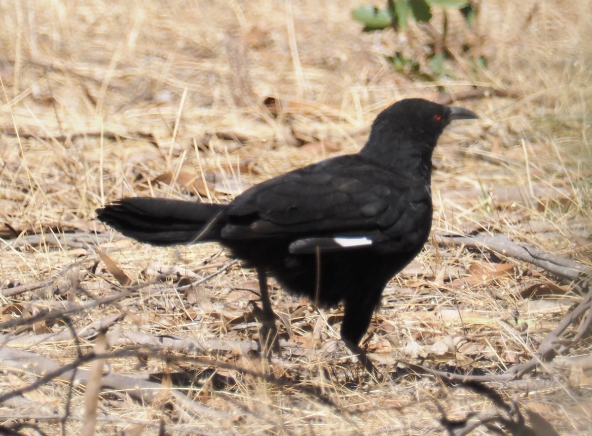White-winged Chough - ML641307193