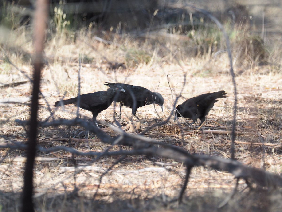 White-winged Chough - ML641307194
