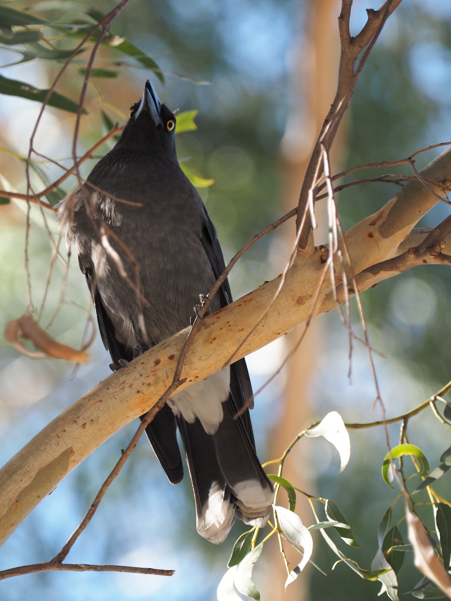 White-winged Chough - ML641307196