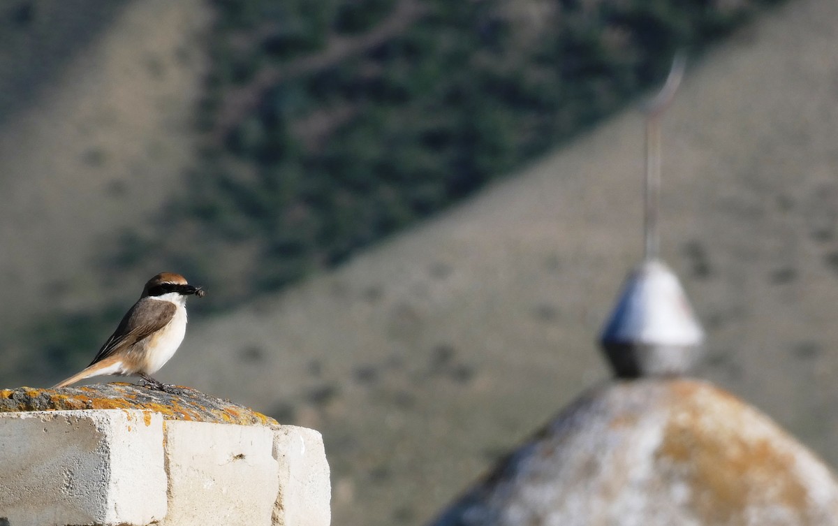 Red-tailed Shrike - ML641307226
