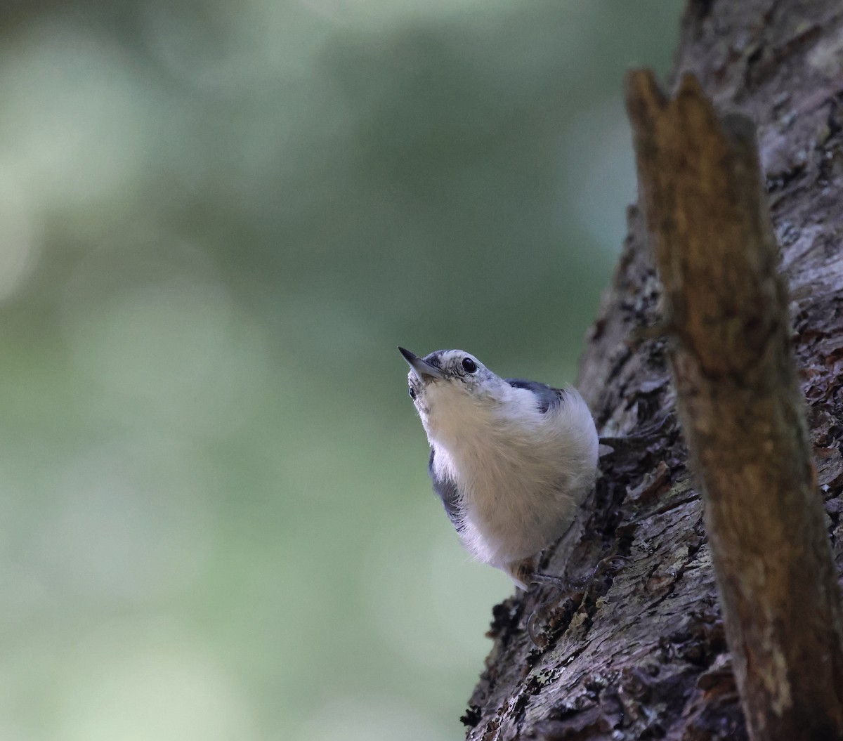 White-breasted Nuthatch - ML641307227