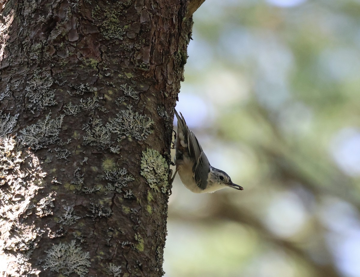 White-breasted Nuthatch - ML641307230