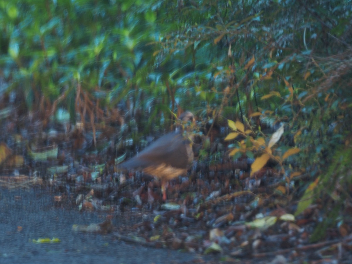 Wonga Pigeon - ML641307278