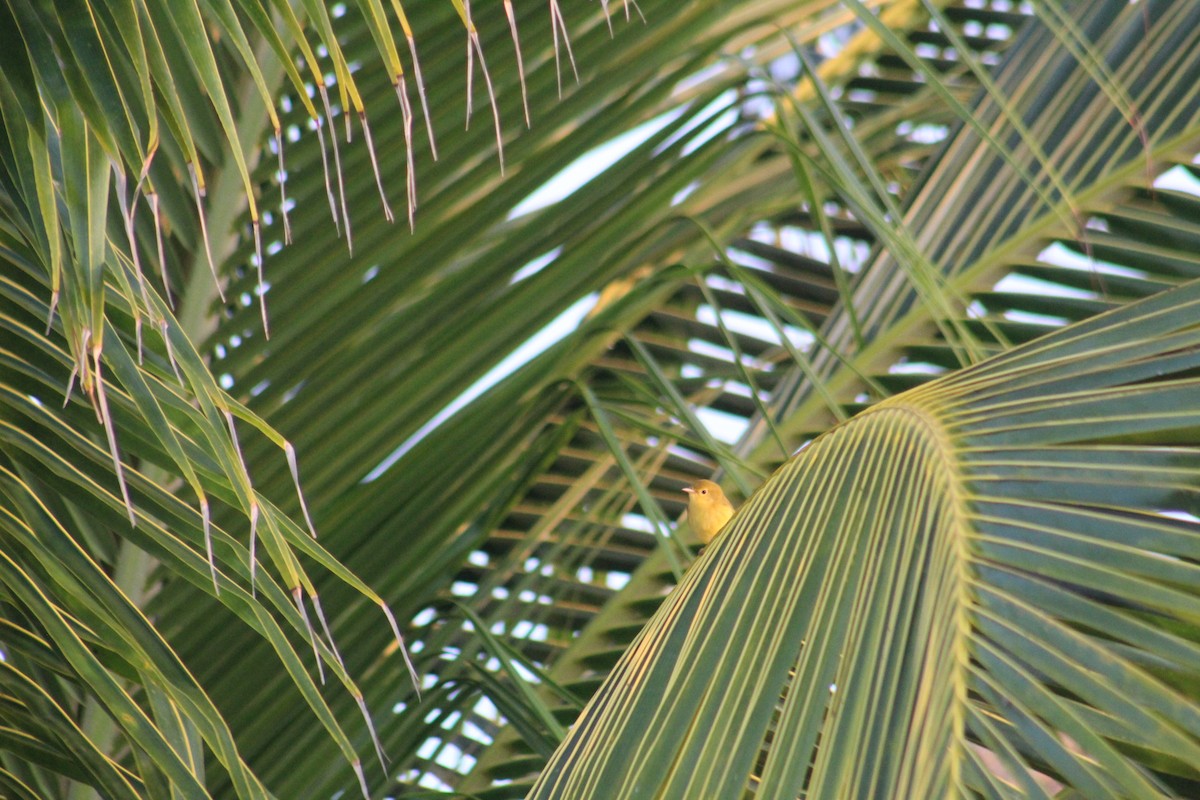 Yellow Warbler - ML641307281