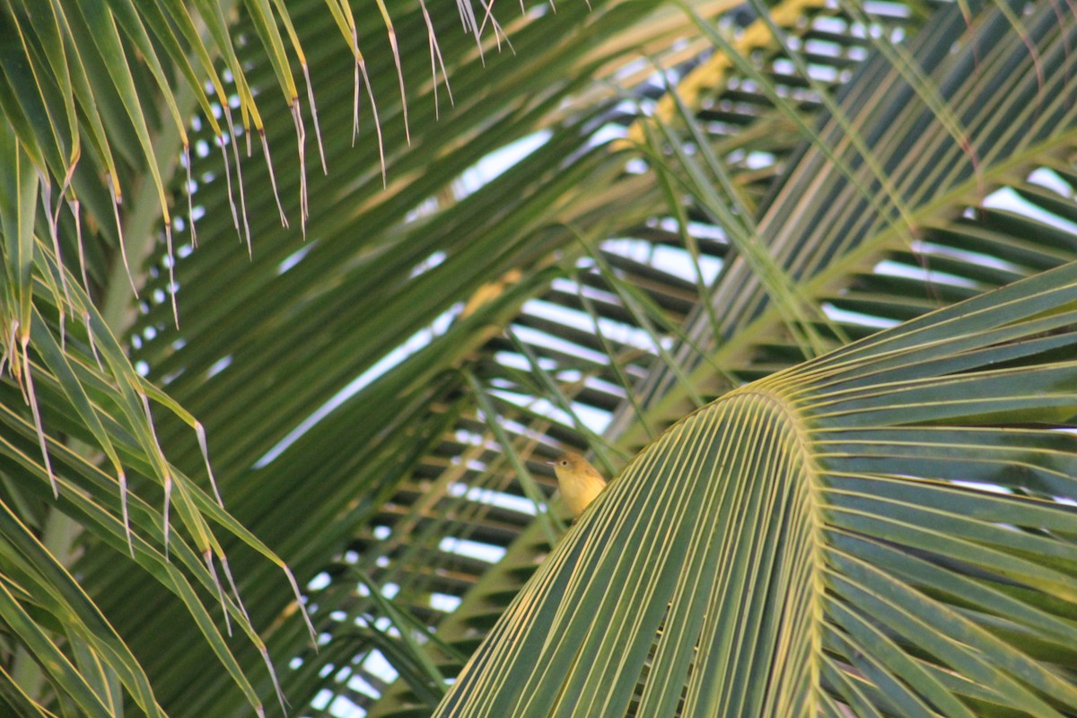 Yellow Warbler - ML641307282