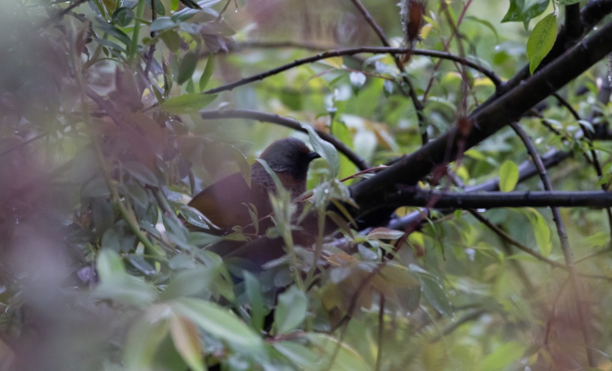 Chestnut-crowned Laughingthrush - ML641307296