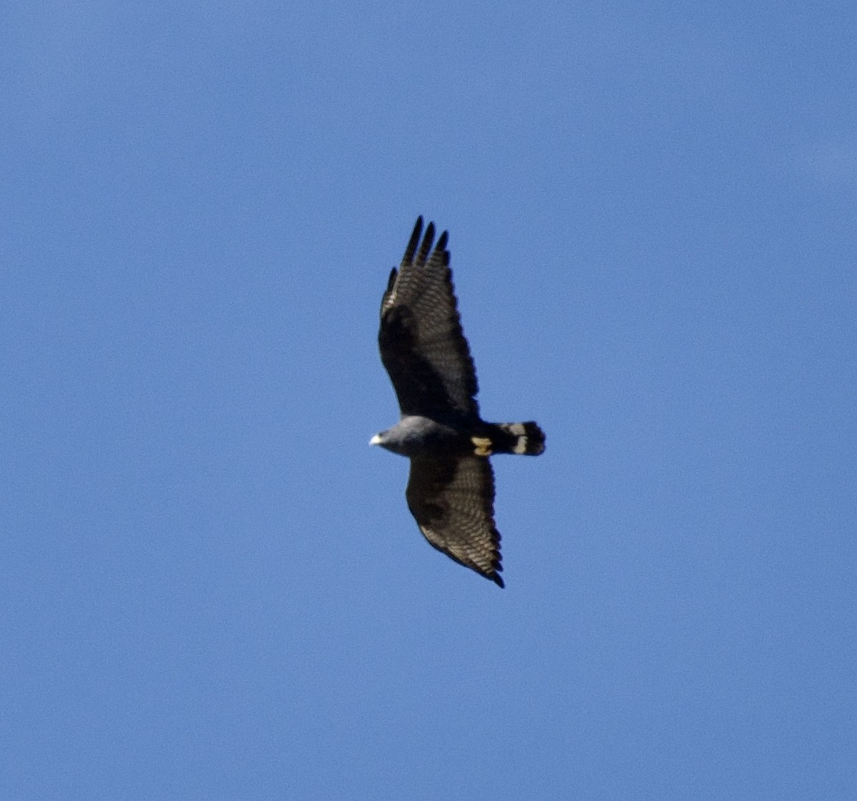 Zone-tailed Hawk - ML641307299