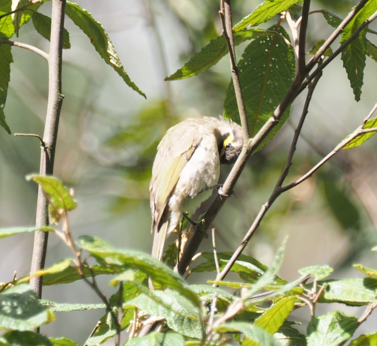 Yellow-faced Honeyeater - ML641307311