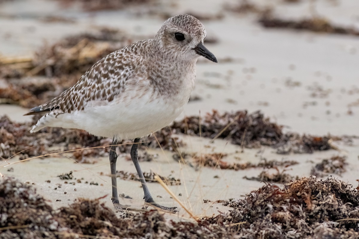 Black-bellied Plover - ML641307327