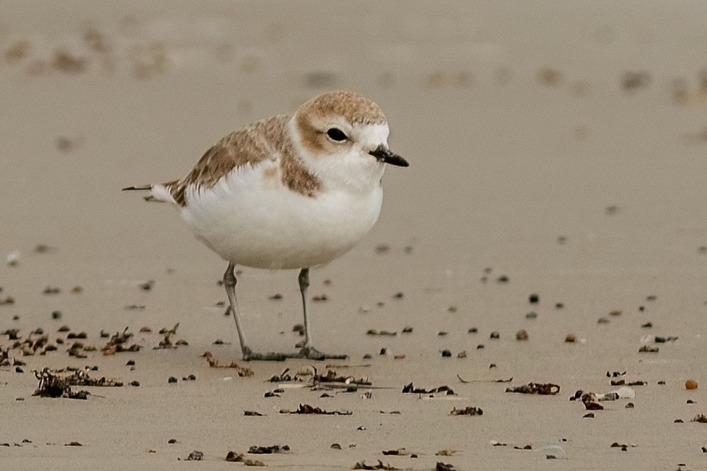 Snowy Plover - ML641307330