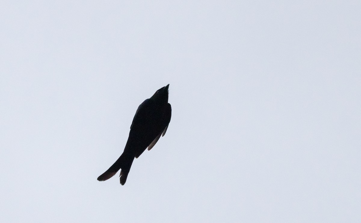 Drongo cendré - ML641307335