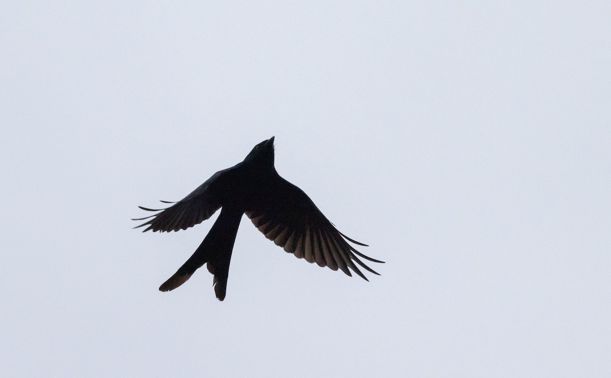 Drongo cendré - ML641307336