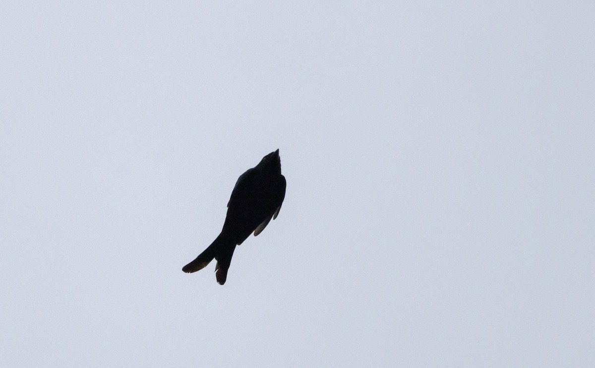 Drongo cendré - ML641307337