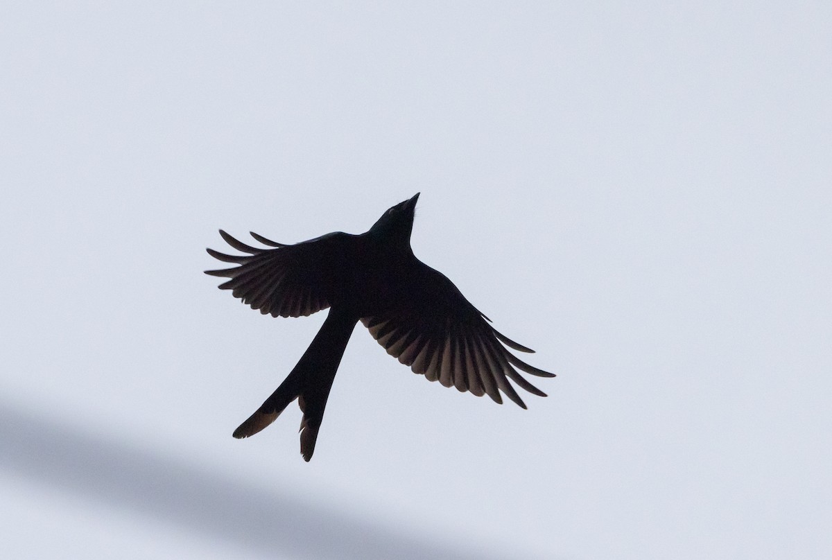 Drongo cendré - ML641307340