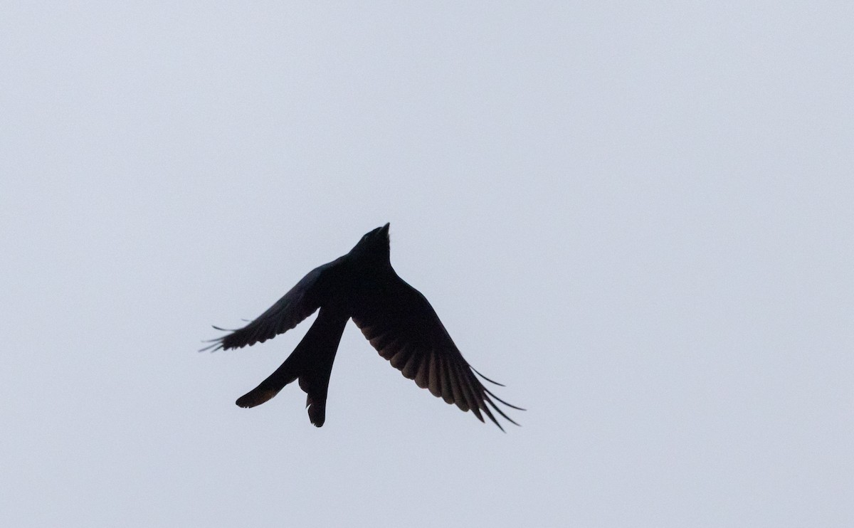 Drongo cendré - ML641307341