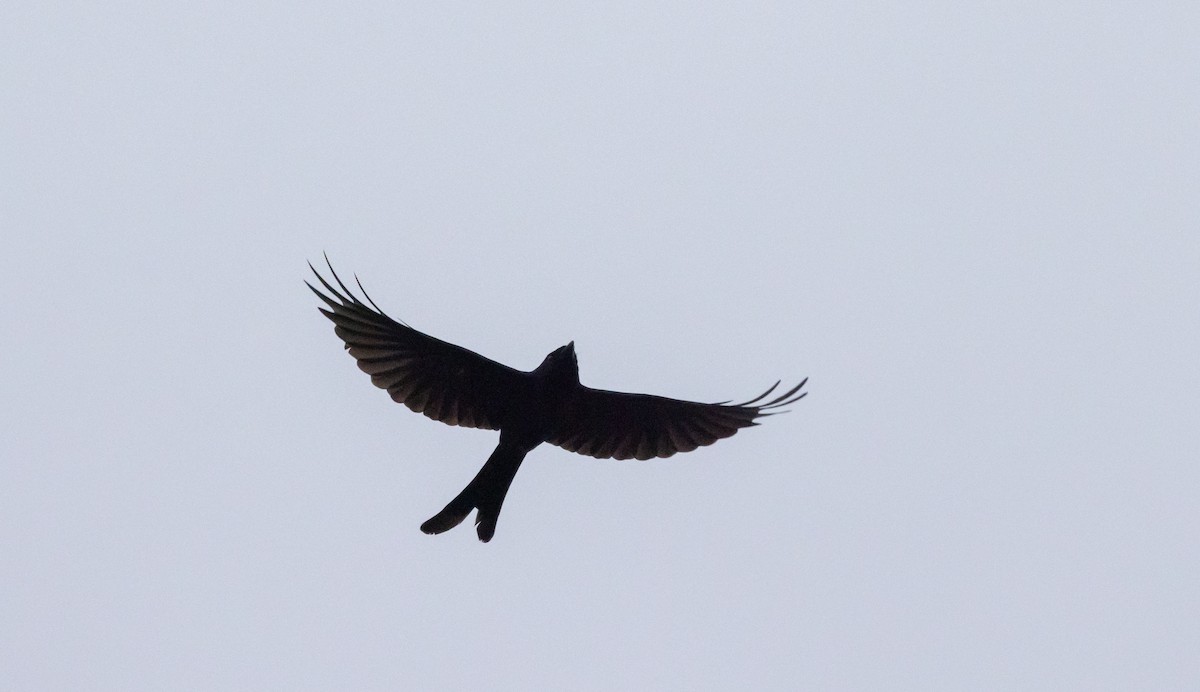 Drongo cendré - ML641307342