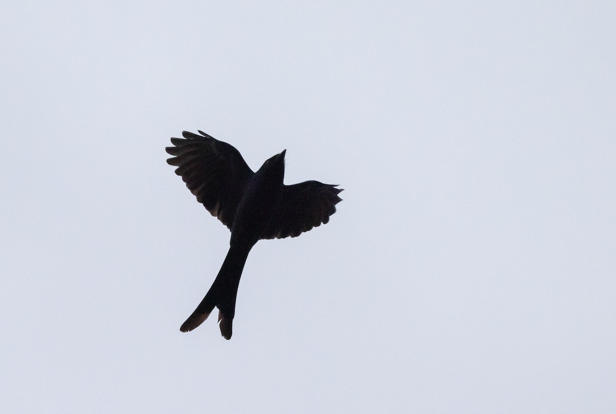 Drongo cendré - ML641307343