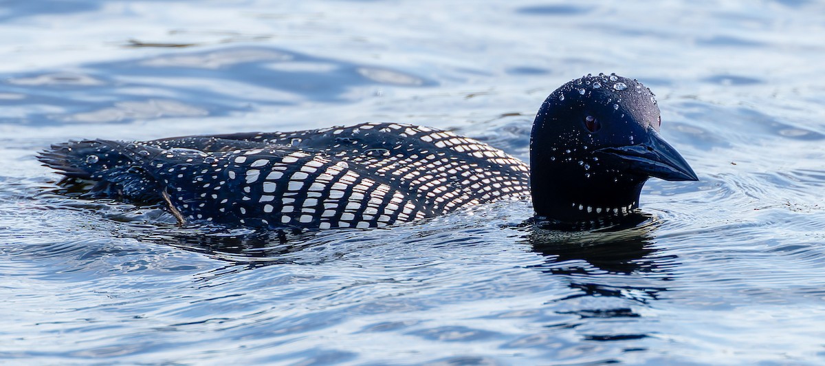 Common Loon - ML641307344