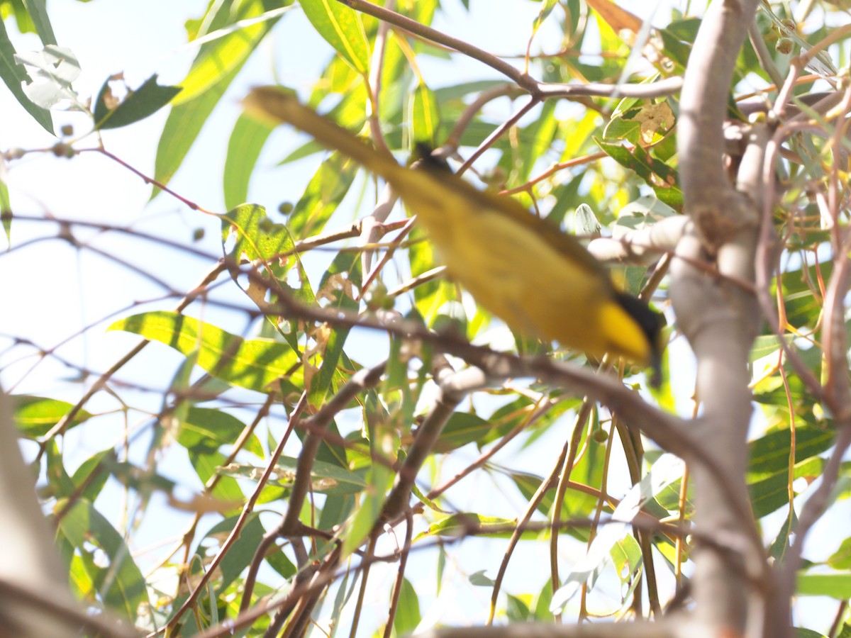 Yellow-tufted Honeyeater - ML641307365
