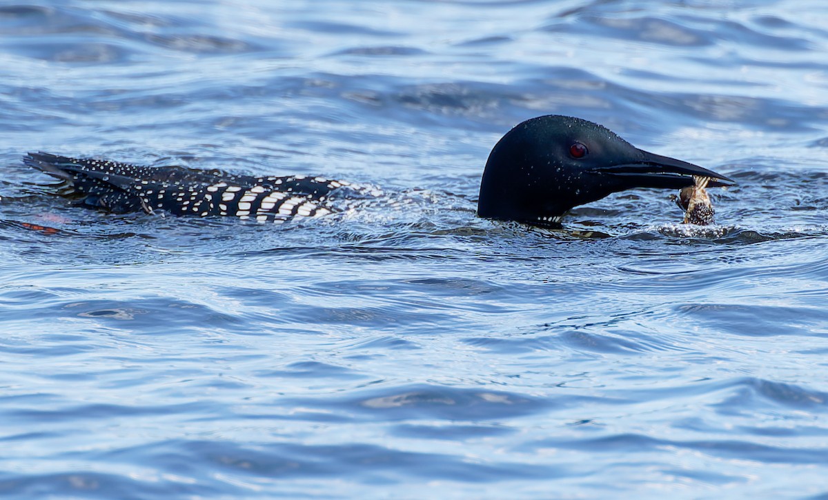 Common Loon - ML641307417