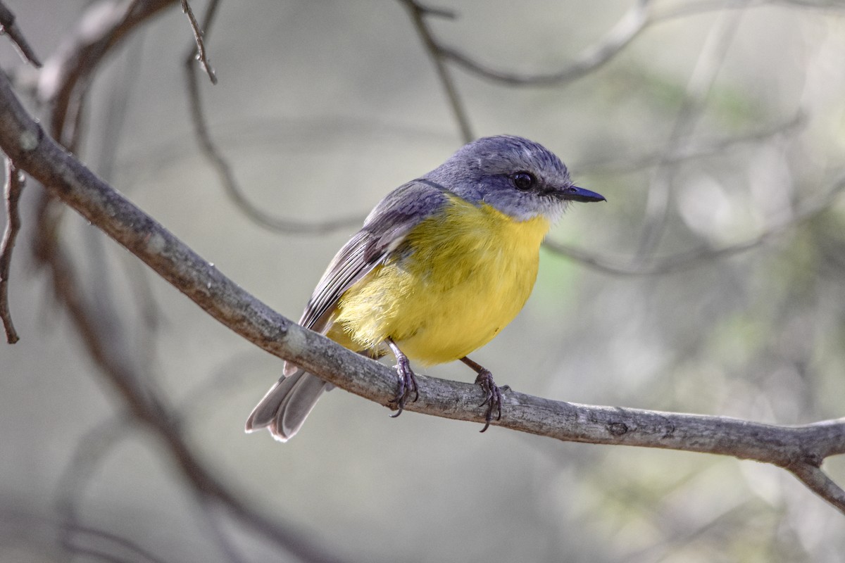 Eastern Yellow Robin - ML641307418
