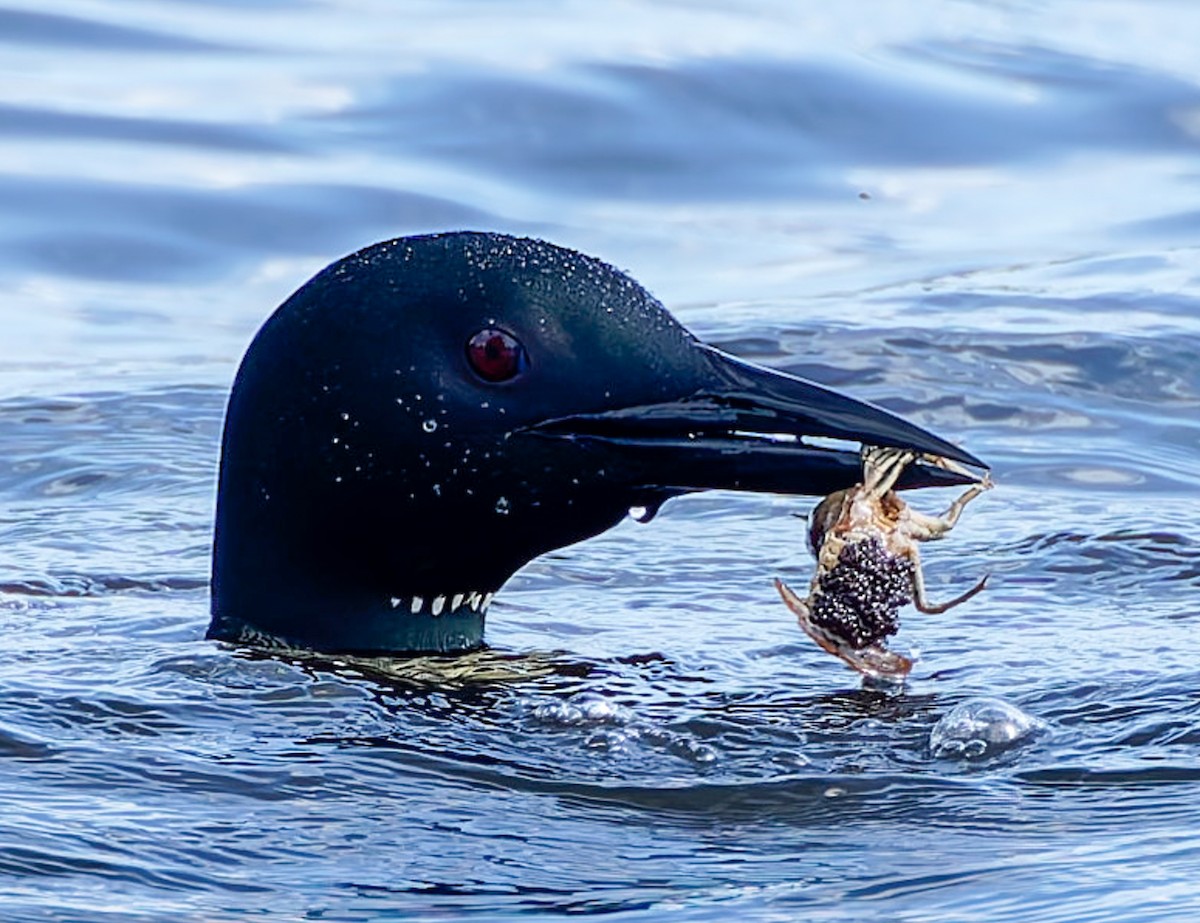 Common Loon - ML641307423