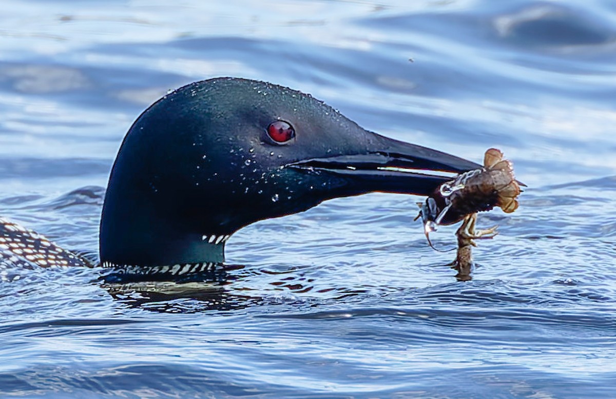 Common Loon - ML641307430