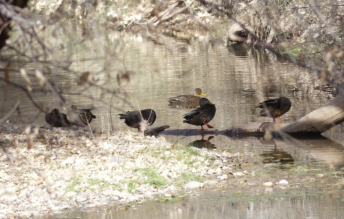 Mexican Duck - ML641307445