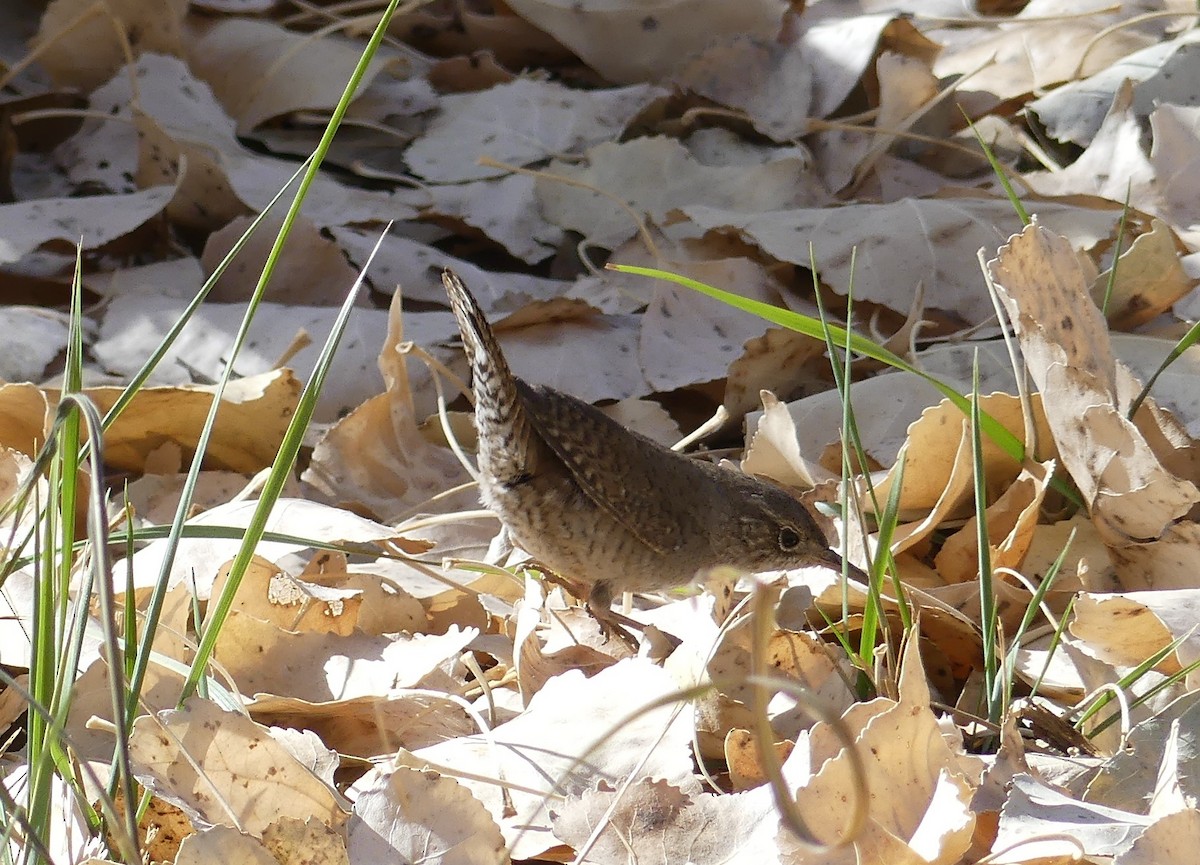 Northern House Wren - ML641307454