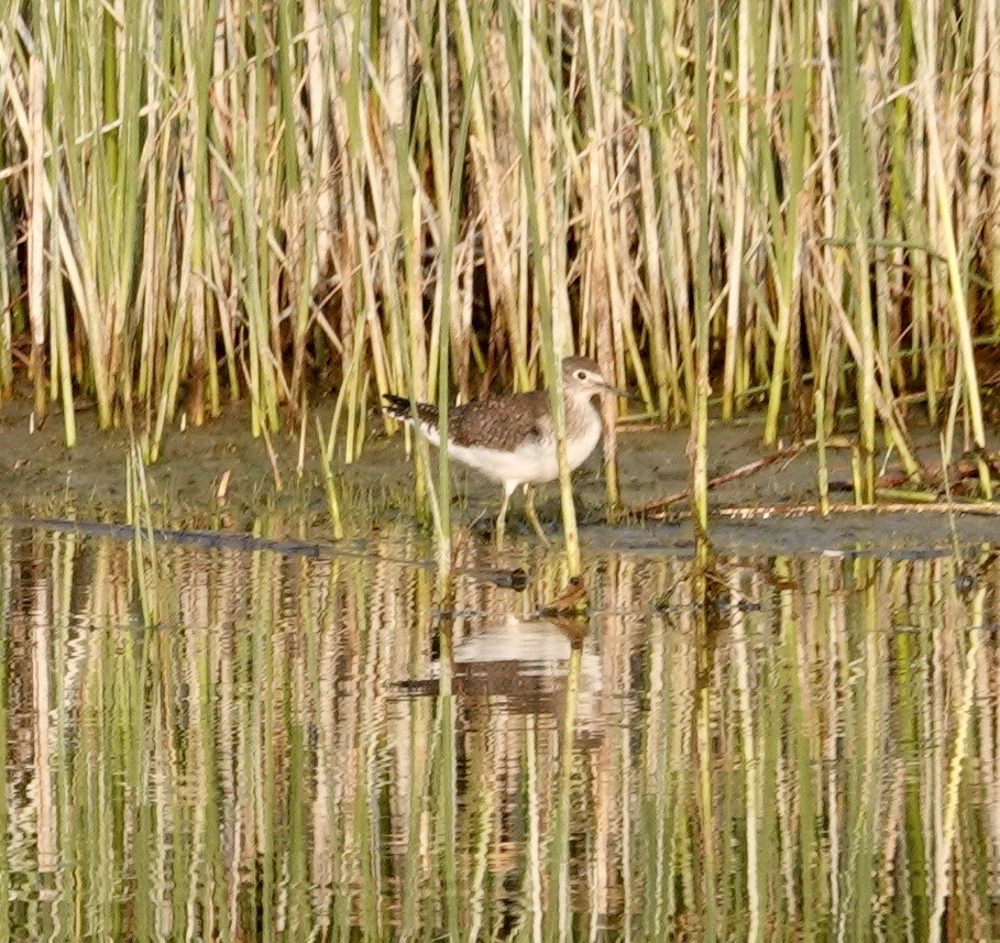 Einsiedelwasserläufer - ML641307457