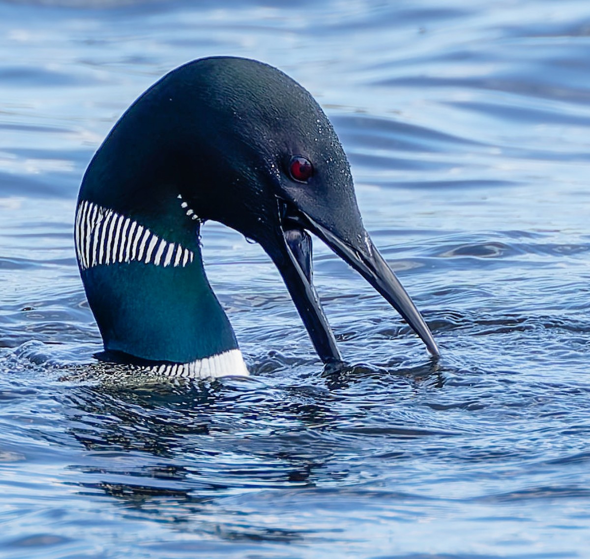 Common Loon - ML641307459