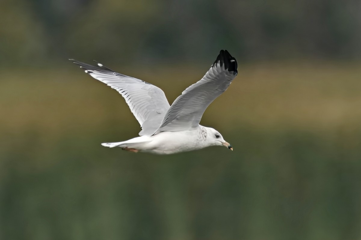 Ring-billed Gull - ML641307465