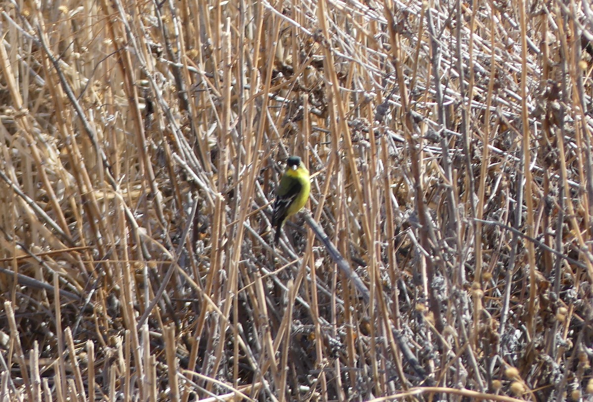 Lesser Goldfinch - ML641307467